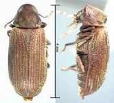 ��� Ptinidae