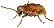Жук Ptinidae
